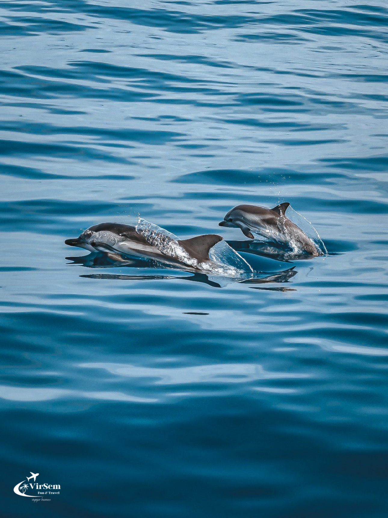 🐬 Dolphin Watching Boat Trip in Djerba – 2-Hour Sea Adventure – photo 6