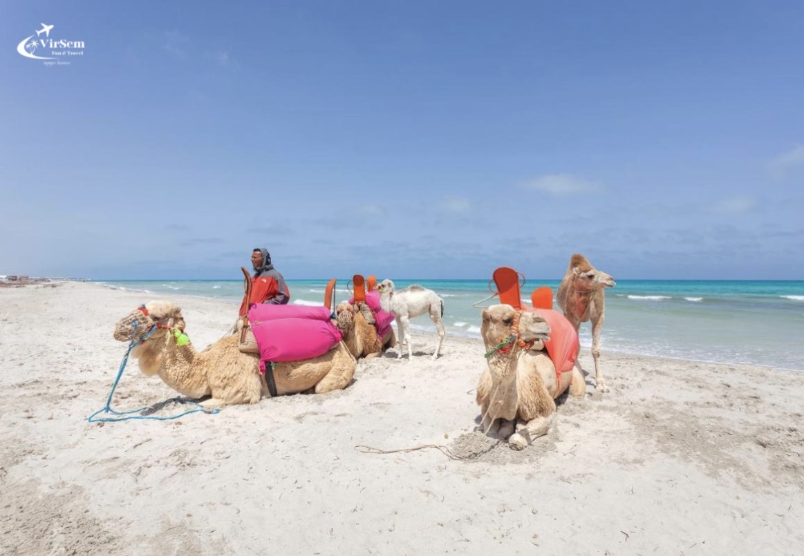 Explore Djerba at the Gentle Pace of a Camel Ride – photo 3