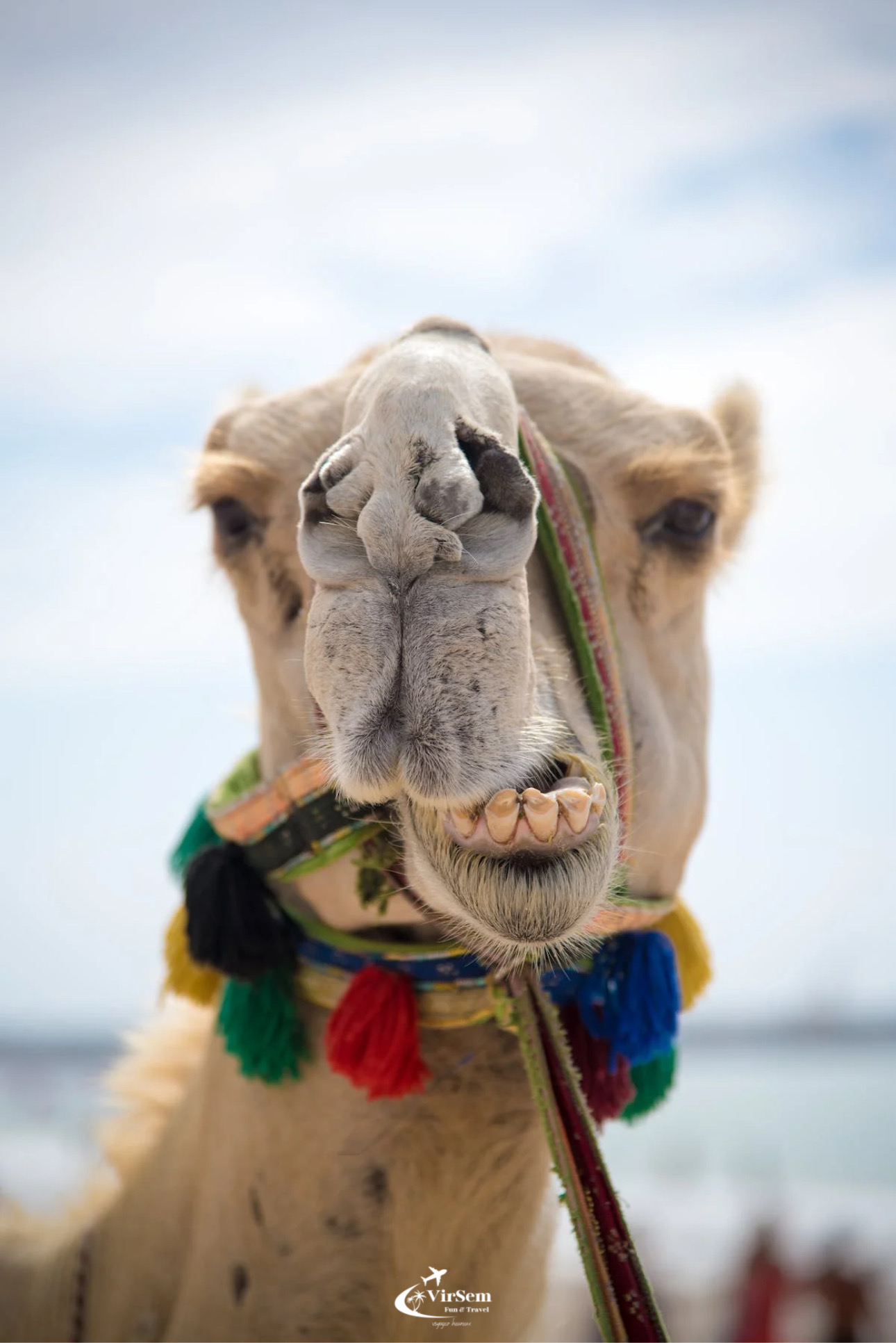 Explore Djerba at the Gentle Pace of a Camel Ride – photo 2