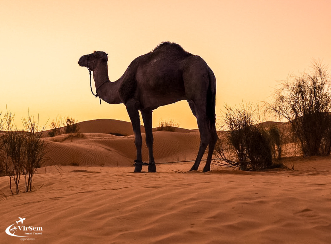 5-Day Desert & Heritage Adventure in Tunisia From Djerba – photo 8